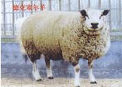 长期德克塞尔羊规格型号及价格-改良牛_改良羊_肉牛_改良牛羊